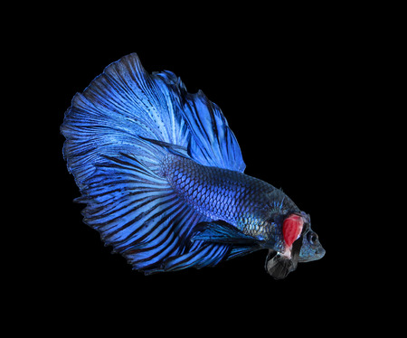 Betta fish, siamese fighting fish, betta splendens (Halfmoon betta
)isolated on black backgroundの写真素材
