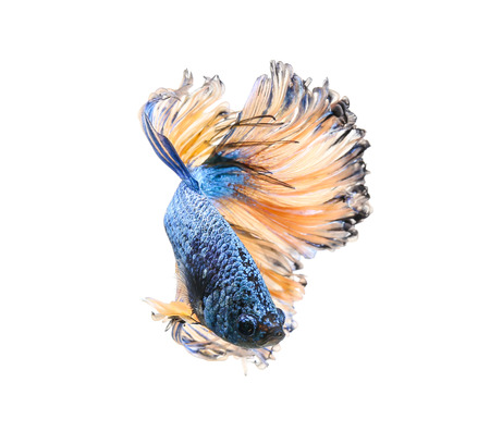 Betta fish, siamese fighting fish, betta splendens isolated on white backgroundの写真素材