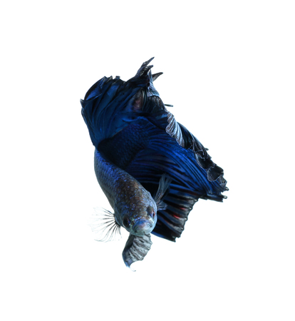 Betta fish, siamese fighting fish, betta splendens (Halfmoon betta
)isolated on white backgroundの写真素材