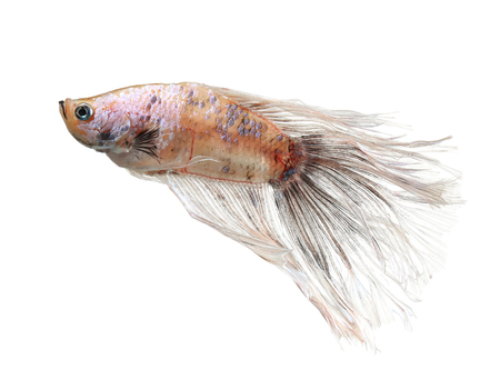 Betta fish, siamese fighting fish, betta splendens (Halfmoon betta
)isolated on white backgroundの写真素材