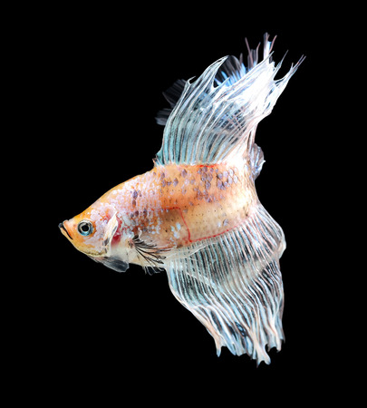 Betta fish, siamese fighting fish, betta splendens isolated on black backgroundの写真素材