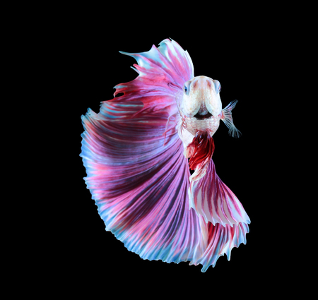 Betta fish, siamese fighting fish, betta splendens isolated on black backgroundの写真素材