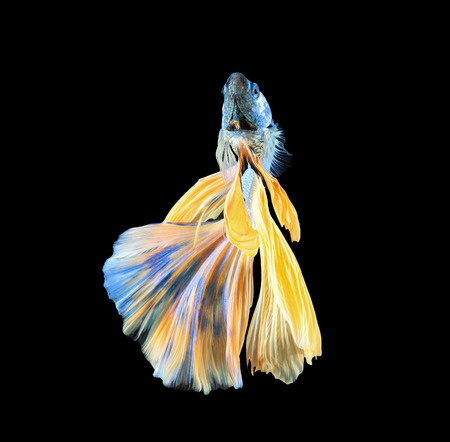 Betta fish, siamese fighting fish, betta splendens isolated on black backgroundの写真素材