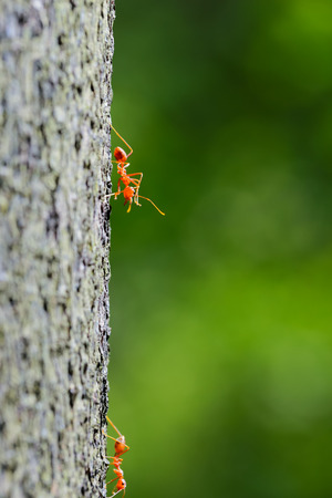 red antの写真素材