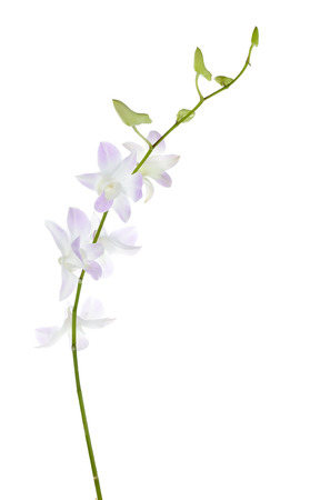 orchid on white blackbackgroundの写真素材