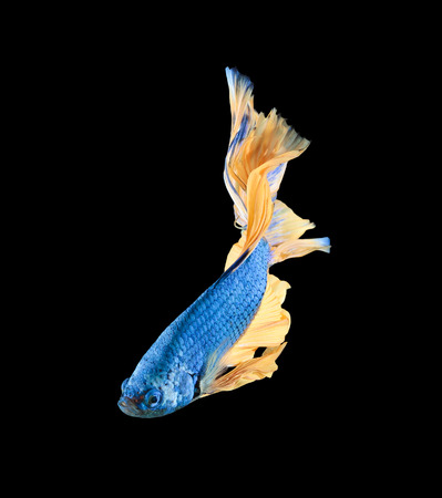Betta fish, siamese fighting fish, betta splendens isolated on black backgroundの写真素材