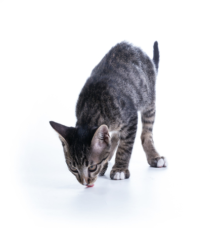 tabby kitten isolate on whiteの写真素材