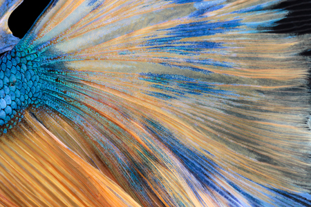 Texture of tail siamese fighting fishの写真素材