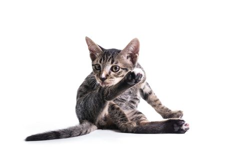 tabby kitten isolate on whiteの写真素材