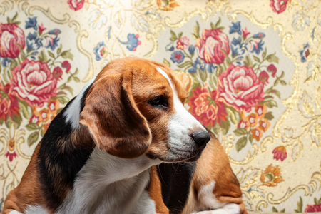 Young beagle sleep on pillow.の写真素材