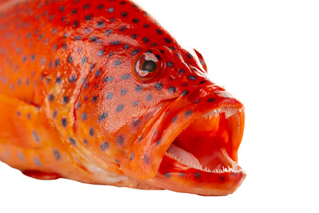 Closes - up red coral grouper.の写真素材