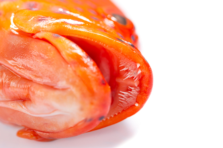 Red coral grouper isolate on white background.