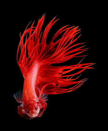 Betta fish, siamese fighting fish, betta splendens isolated on black backgroundの写真素材