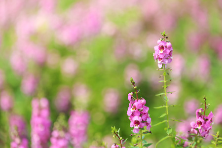 Purple Angelonia's flowers (Angelonia salicariifolia). Blooming Purple Angelonia's flowersの写真素材