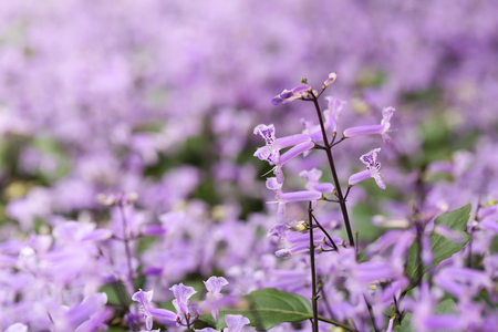 Salvia officinalis / Sage flowers / Salvia flowers / Salvia blooming / Sage flowers / Blossoming salvia / Healthy herb / Tea herbsの写真素材