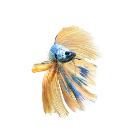 Betta fish, siamese fighting fish, betta splendens (Halfmoon betta
)isolated on white backgroundの写真素材