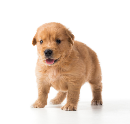 Cute Golden Retriever Puppy isolate on white background.の写真素材