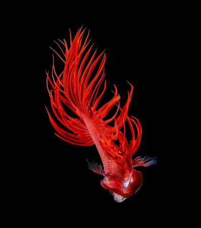 Betta fish, siamese fighting fish, betta splendens isolated on black backgroundの写真素材