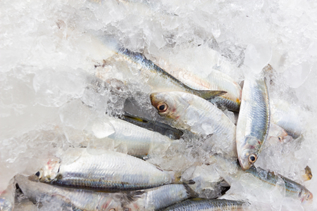 Fresh sardines in fish markets.の写真素材
