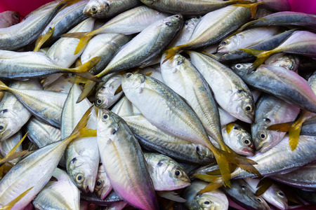 Fresh Yellow-stripe scad in fish markets.の写真素材