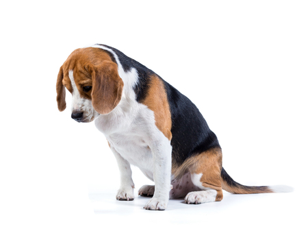 beagle dog isolated on white backgroundの写真素材