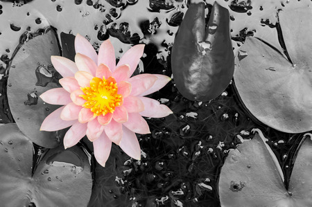 beautiful waterlily or lotus flower in pondの写真素材