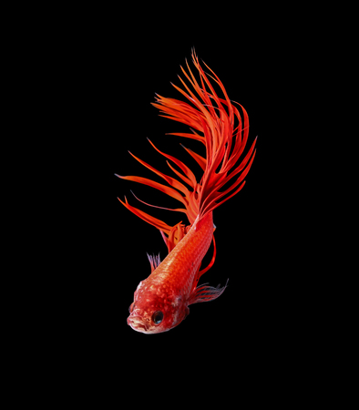 Betta fish, siamese fighting fish, betta splendens isolated on black backgroundの写真素材