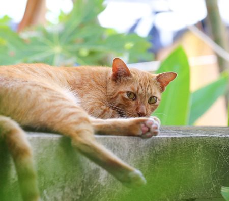 yellow cat  lying on a walls on the streetの写真素材
