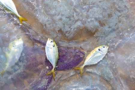 Closes up fish and jelly fish at fish pier.の写真素材
