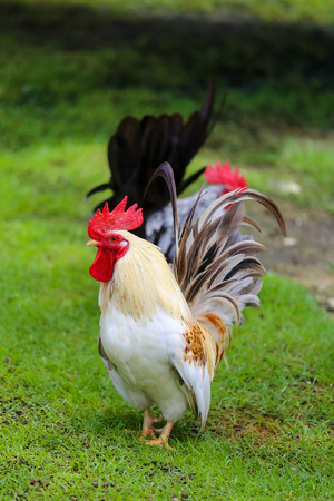 Bantam poultry beautiful bright colors.の写真素材