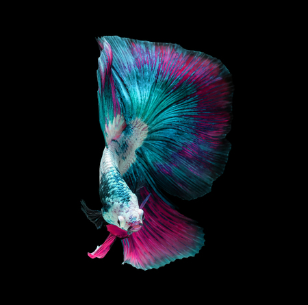 Betta fish, siamese fighting fish, betta splendens isolated on black background with clipping pathの写真素材