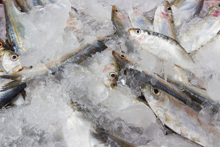 Fresh sardines in fish markets.の写真素材