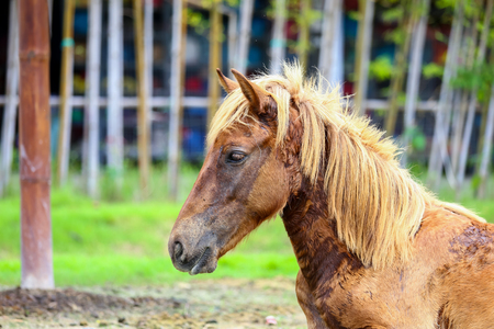 Horse sicknessの写真素材