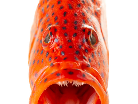 Closes - up red coral grouper.