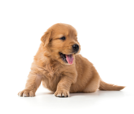 Cute Golden Retriever Puppy isolate on white background.の写真素材