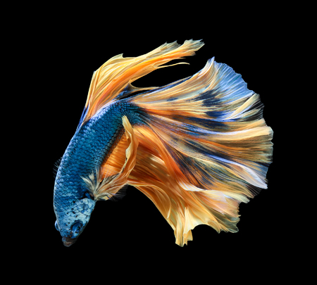 Betta fish, siamese fighting fish, betta splendens (Halfmoon betta
)isolated on black backgroundの写真素材