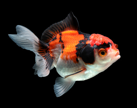 Gold fish. Isolation on the blackの写真素材