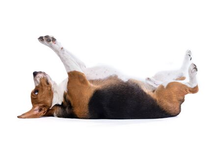 beagle dog isolated on white backgroundの写真素材