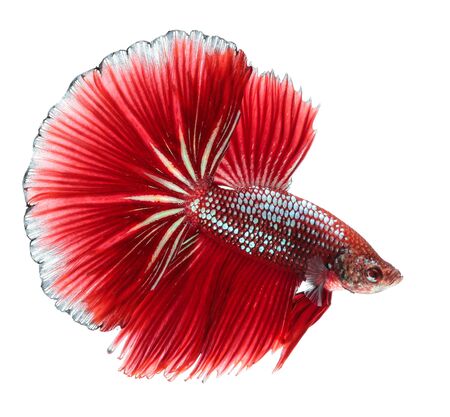 Betta fish, siamese fighting fish, betta splendens (Halfmoon betta
)isolated on white backgroundの写真素材