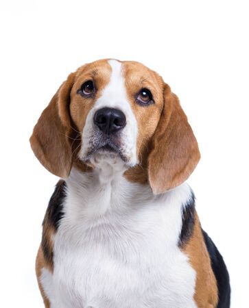 beagle dog isolated on white backgroundの写真素材