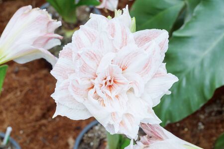 Hippeastrum Amaryllis red flowers in gardenの写真素材