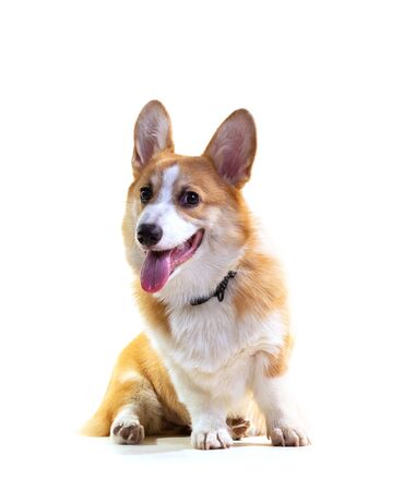 Cute Puppy Corgi Pembroke isolate on white background.の写真素材