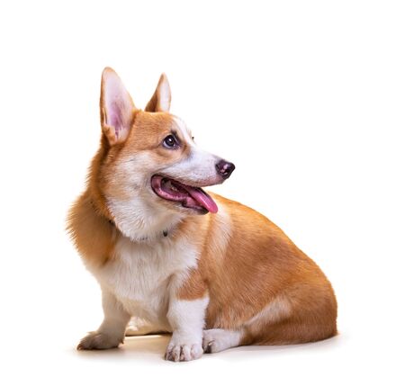 Cute Puppy Corgi Pembroke isolate on white background.の写真素材
