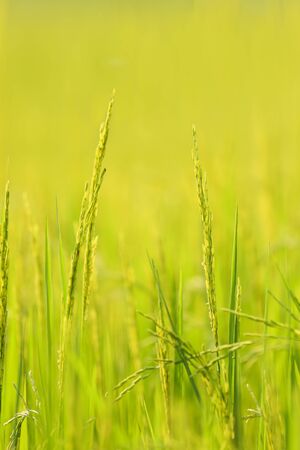 Close up of green jasmine riceの写真素材