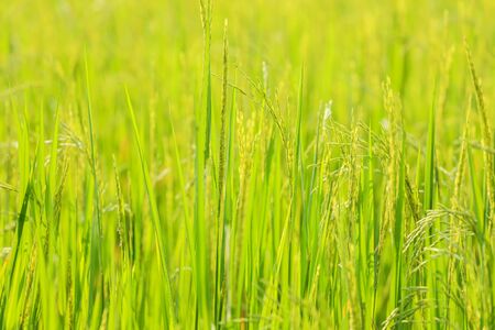 Green rice seedlings cornfieldの写真素材