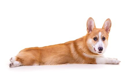 Cute Puppy Corgi is lying on the floor on white background.の写真素材