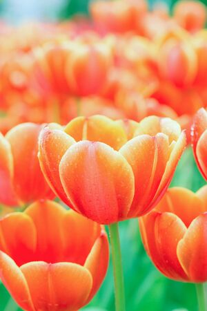 Tulip. Beautiful bouquet of tulips. colorful tulips.の写真素材