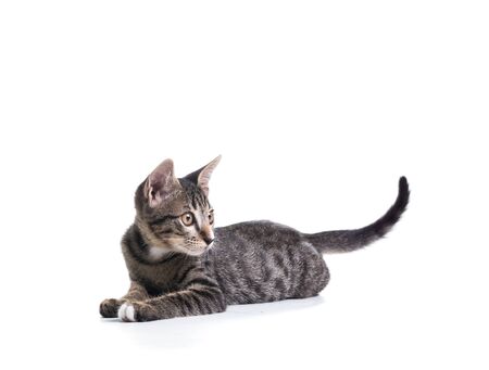 tabby kitten isolate on whiteの写真素材