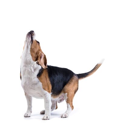 beagle dog isolated on white backgroundの写真素材