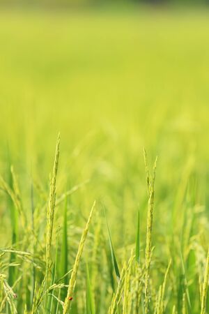 Close up of green jasmine riceの写真素材